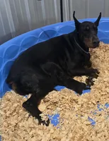 Justice/ 💯 Import Parents, a male Doberman Pinscher for sale in Dandridge, TN – 4 of 7