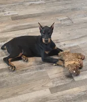 Black/Rust Female 💯 Import Parents, a female Doberman Pinscher for sale in Dandridge, TN – 3 of 6