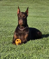 Red/Rust Female, a female Doberman Pinscher for sale in Dandridge, TN – Photo 4 of 7