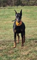 Red/Rust Female, a female Doberman Pinscher for sale in Dandridge, TN – Photo 5 of 7