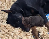 Red/Rust Female, a female Doberman Pinscher for sale in Dandridge, TN – Photo 3 of 7