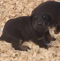 Red/Rust Female, a female Doberman Pinscher for sale in Dandridge, TN – Photo 2 of 7