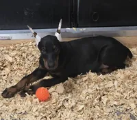 Black/Rust Male 💯 Import Parents, a male Doberman Pinscher for sale in Dandridge, TN – 1 of 10