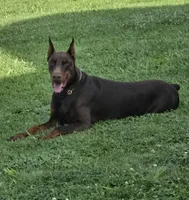 Pink Female/ 💯 Import Parents, a female Doberman Pinscher for sale in Dandridge, TN – 3 of 6