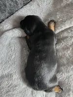 Black/Rust Female, a female Doberman Pinscher for sale in Dandridge, TN – Photo 5 of 7