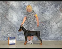 Black/Rust Female, a female Doberman Pinscher for sale in Dandridge, TN – Photo 7 of 7