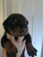 Black/Rust Female, a female Doberman Pinscher for sale in Dandridge, TN – Photo 1 of 7