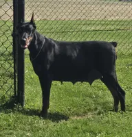 Black/Rust Female 💯 Import Parents, a female Doberman Pinscher for sale in Dandridge, TN – 2 of 6