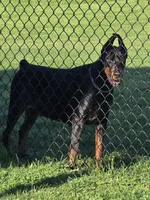Justice/ 💯 Import Parents, a male Doberman Pinscher for sale in Dandridge, TN – 5 of 7