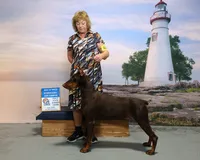 Pink Female/ 💯 Import Parents, a female Doberman Pinscher for sale in Dandridge, TN – 2 of 6