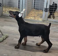 Black/Rust Male 💯 Import Parents, a male Doberman Pinscher for sale in Dandridge, TN – 4 of 10