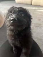 Molly, a female Pomeranian and Bichpoo for sale in Lawrence, MI – 4 of 5