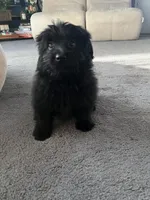Bear, a male Pomeranian and Bichpoo for sale in Lawrence, MI – 4 of 5