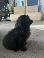 Bear, a male Pomeranian and Bichpoo for sale in Lawrence, MI – 2 of 5