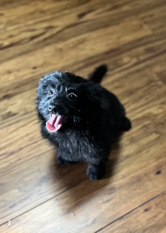 Molly – Pomeranian, Bichpoo puppy for sale in Lawrence, MI
