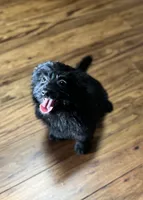 Molly, a female Pomeranian and Bichpoo for sale in Lawrence, MI – 1 of 5