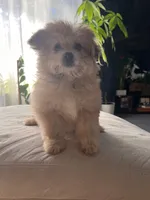 Goldie, a female Pomeranian and Bichpoo for sale in Lawrence, MI – 4 of 5