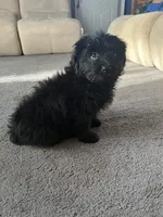 Bear, a male Pomeranian and Bichpoo for sale in Lawrence, MI – 3 of 5