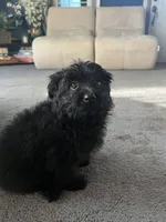 Bear, a male Pomeranian and Bichpoo for sale in Lawrence, MI – 5 of 5