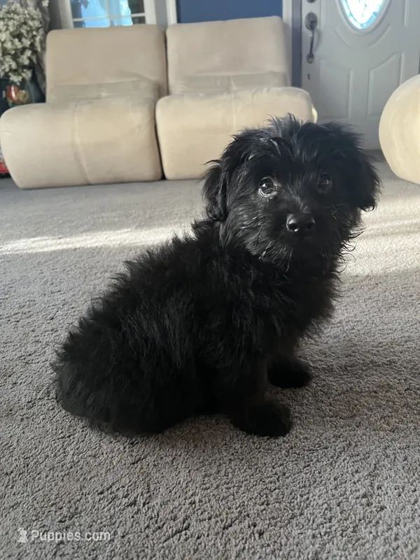 Bear – Pomeranian, Bichpoo puppy for sale in Lawrence, MI