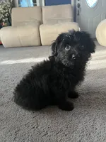 Bear, a male Pomeranian and Bichpoo for sale in Lawrence, MI – 1 of 5