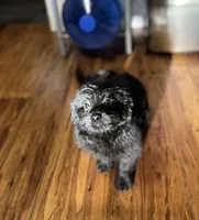 Molly, a female Pomeranian and Bichpoo for sale in Lawrence, MI – 3 of 5