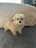 Goldie, a female Pomeranian and Bichpoo for sale in Lawrence, MI – 3 of 5
