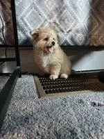 Goldie, a female Pomeranian and Bichpoo for sale in Lawrence, MI – 5 of 5