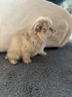 Goldie, a female Pomeranian and Bichpoo for sale in Lawrence, MI – 2 of 5