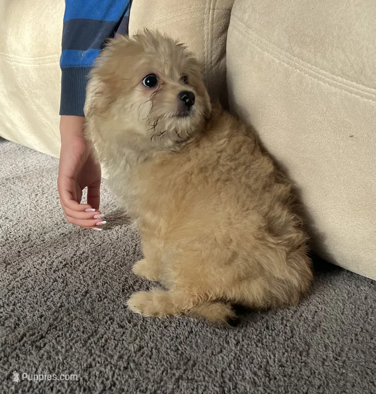 Goldie – Pomeranian, Bichpoo puppy for sale in Lawrence, MI