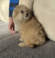 Goldie, a female Pomeranian and Bichpoo for sale in Lawrence, MI – 1 of 5