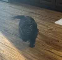 Molly, a female Pomeranian and Bichpoo for sale in Lawrence, MI – 2 of 5