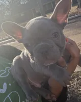 Cooper, a male French Bulldog for sale in Clarksdale, MS – Photo 2 of 2