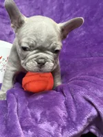 Cooper, a male French Bulldog for sale in Clarksdale, MS – Photo 1 of 2