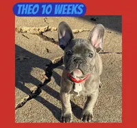 Theo, a male French Bulldog for sale in Clarksdale, MS – Photo 2 of 2