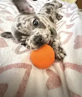 Ace, a male French Bulldog for sale in Clarksdale, MS – Photo 2 of 2