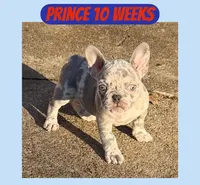 Prince, a male French Bulldog for sale in Clarksdale, MS – Photo 2 of 2