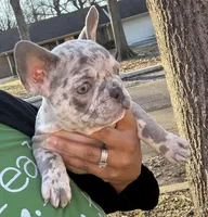 Prince, a male French Bulldog for sale in Clarksdale, MS – Photo 1 of 2