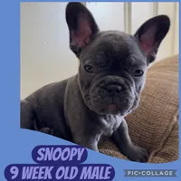 Snoopy, a male French Bulldog for sale in Clarksdale, MS – Photo 1 of 2