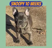Snoopy, a male French Bulldog for sale in Clarksdale, MS – Photo 2 of 2