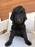 Charlie, a female Goldendoodle for sale in Chico, CA – 4 of 5