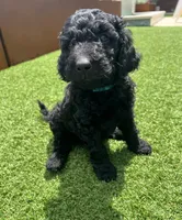 Maverick, a male Goldendoodle for sale in Chico, CA – 2 of 2