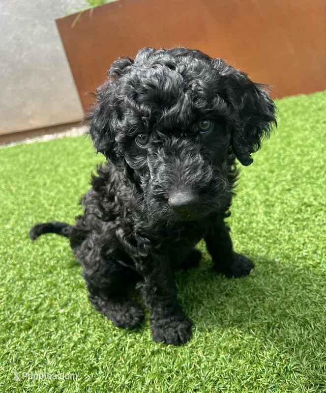 Goose – Goldendoodle puppy for sale in Chico, CA