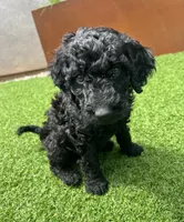 Goose, a male Goldendoodle for sale in Chico, CA – 1 of 1