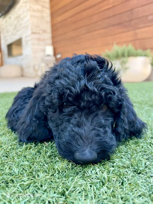 Charlie – Goldendoodle puppy for sale in Chico, CA