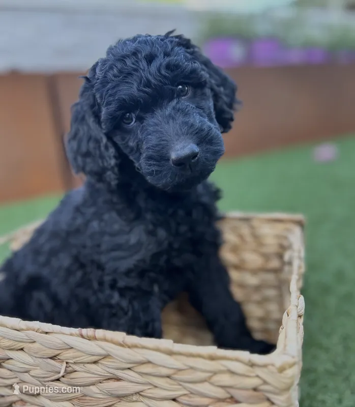 Maverick – Goldendoodle puppy for sale in Chico, CA