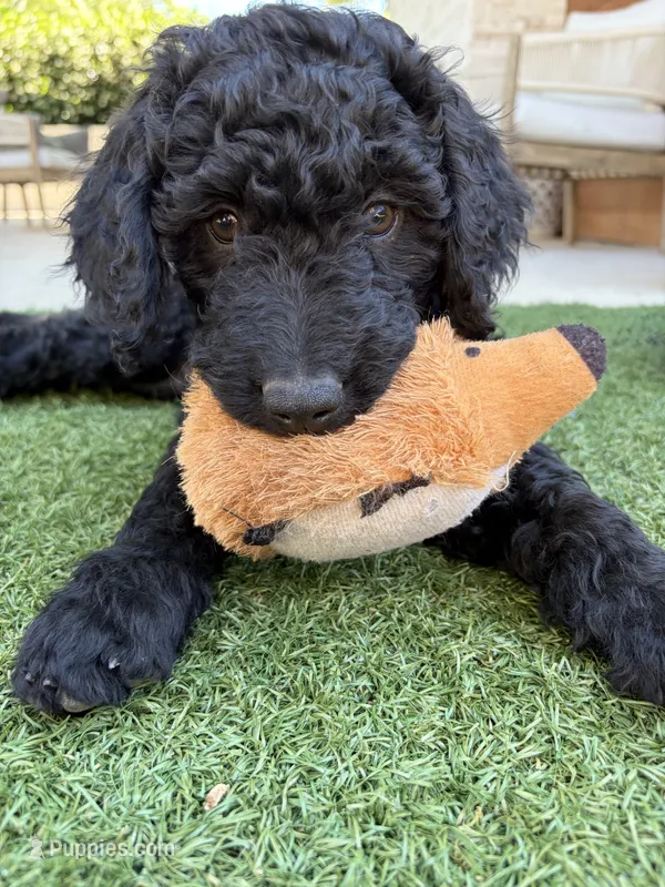 Coyote – Goldendoodle puppy for sale in Chico, CA