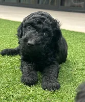 Coyote, a male Goldendoodle for sale in Chico, CA – 2 of 2