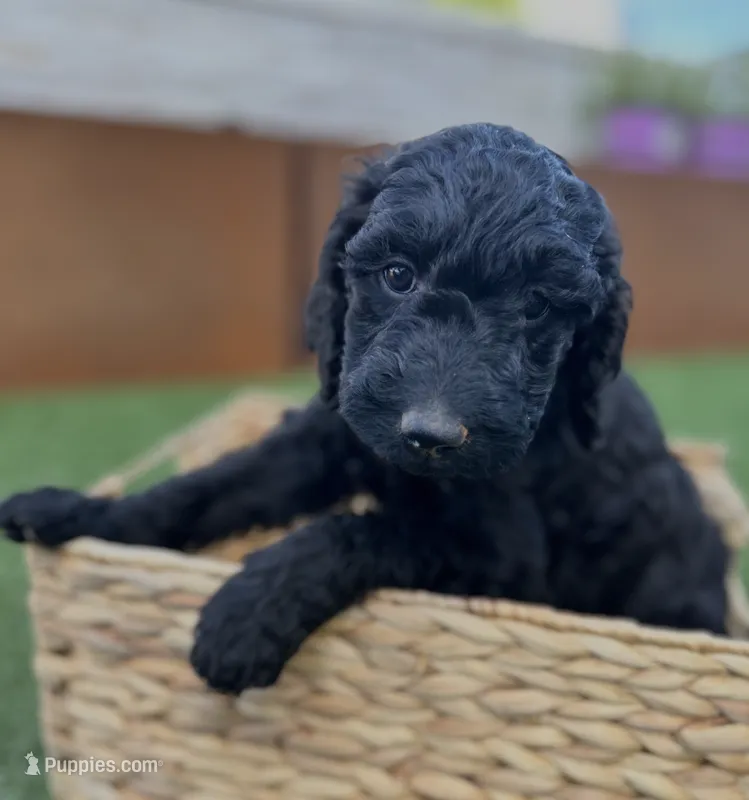 Phoenix – Goldendoodle puppy for sale in Chico, CA