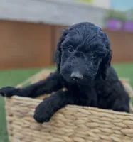 Phoenix, a female Goldendoodle for sale in Chico, CA – 1 of 2